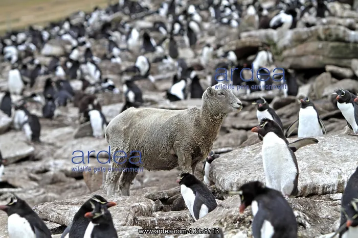 : Sheep in a colony of Rockhopper Penguins Falkland Islands : Sheep in a colony of Rockhopper Penguins Falkland Islands