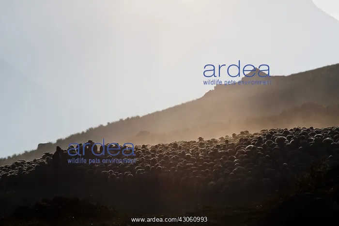 : Sheep coming together for the night Ubaye Alps France : Sheep coming together for the night Ubaye Alps France