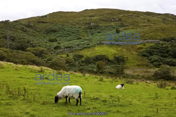 : Sheep in Connemara NP Irlande : Sheep in Connemara NP Irlande