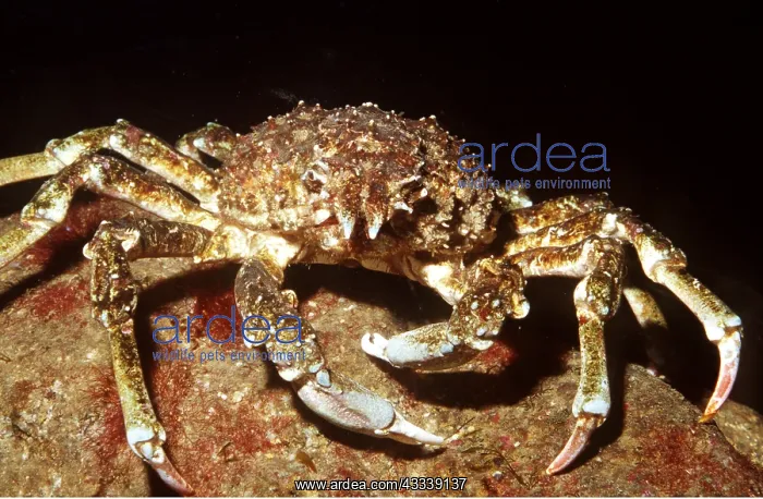 : SHEEP CRAB - FACING : SHEEP CRAB - FACING