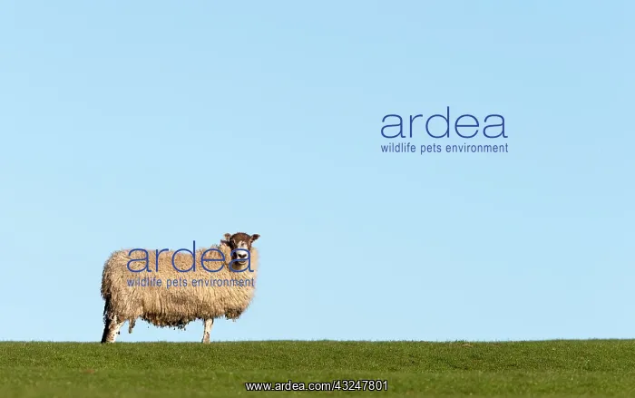 : Sheep on the crest of a hill at spring - GB : Sheep on the crest of a hill at spring - GB