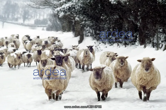 : Sheep - Cross Breeds in snow : Sheep - Cross Breeds in snow