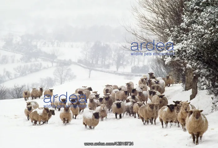 : SHEEP - Crossbreds - in snow : SHEEP - Crossbreds - in snow