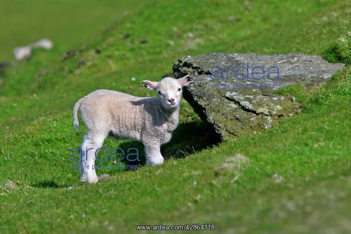 : Sheep - cute lamb hiding under rock and looking into camera : Sheep - cute lamb hiding under rock and looking into camera