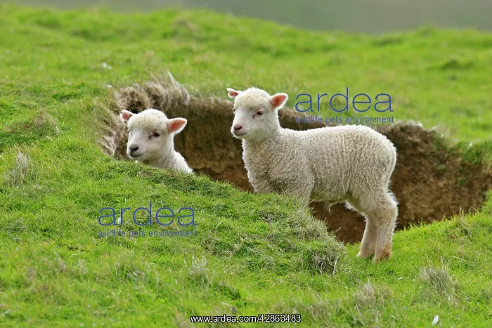: Sheep - two cute lambs looking out from behind a depression : Sheep - two cute lambs looking out from behind a depression