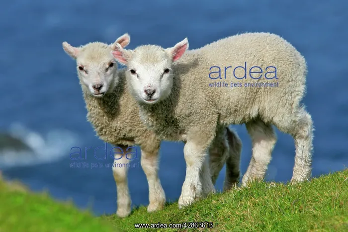 : Sheep - two cute lambs standing on cliff edge looking : Sheep - two cute lambs standing on cliff edge looking