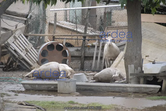 : Sheep dead after a flood in the Var France : Sheep dead after a flood in the Var France