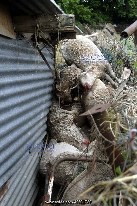 : Sheep dead after a flood in the Var France : Sheep dead after a flood in the Var France