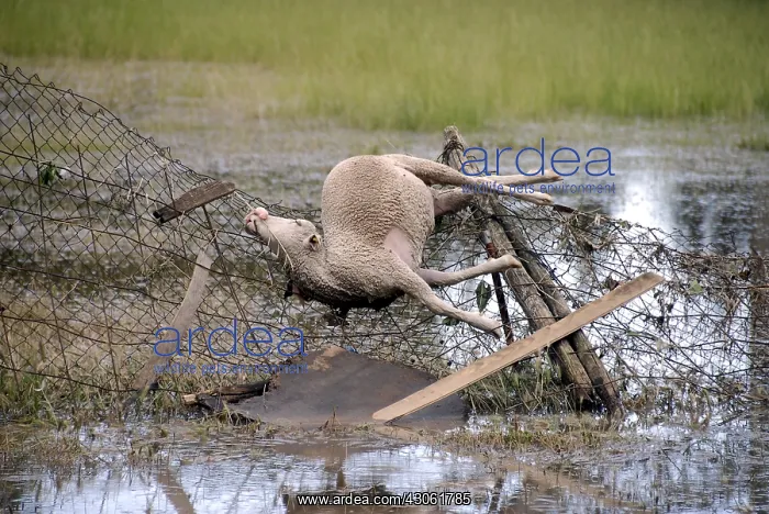 : Sheep dead after a flood in the Var France : Sheep dead after a flood in the Var France