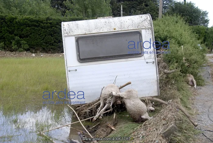 : Sheep dead after a flood in the Var France : Sheep dead after a flood in the Var France