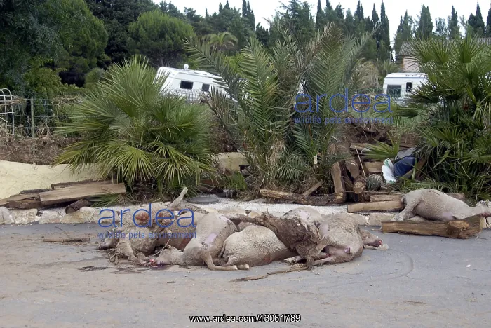 : Sheep dead after a flood in the Var France : Sheep dead after a flood in the Var France