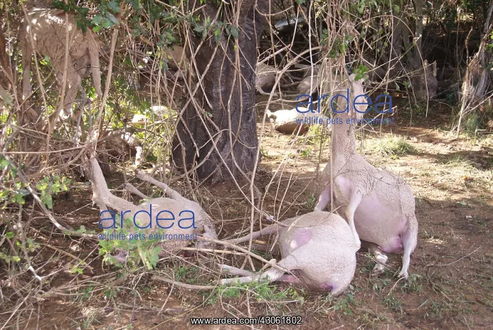: Sheep dead after a flood in the Var France : Sheep dead after a flood in the Var France