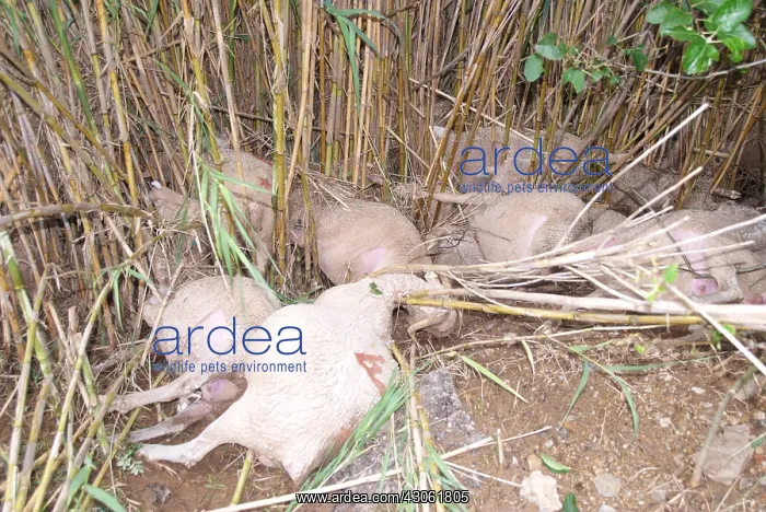 : Sheep dead after a flood in the Var France : Sheep dead after a flood in the Var France