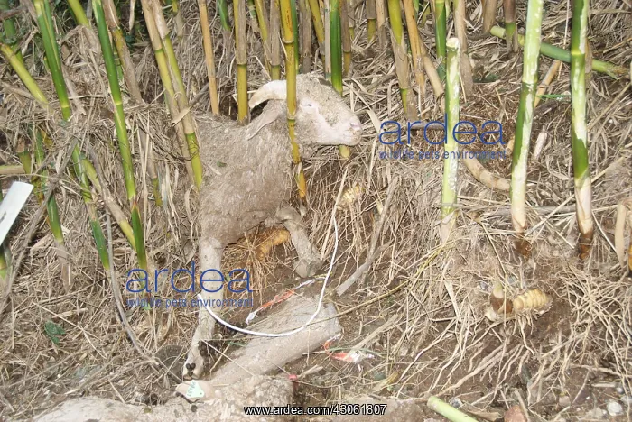 : Sheep dead after a flood in the Var France : Sheep dead after a flood in the Var France