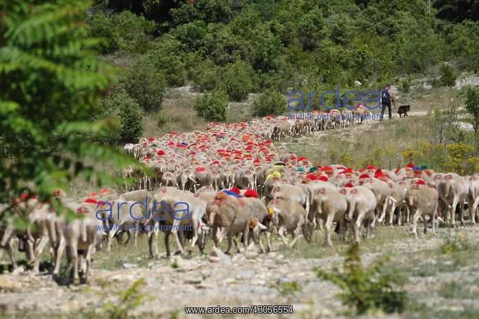 : Sheep decorated with pompoms during transhumance Cevennes : Sheep decorated with pompoms during transhumance Cevennes