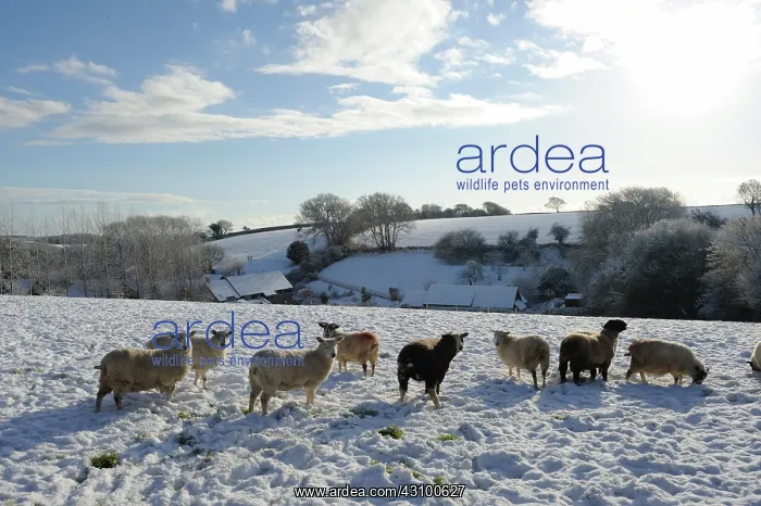 : Sheep on a Devon Farm : Sheep on a Devon Farm