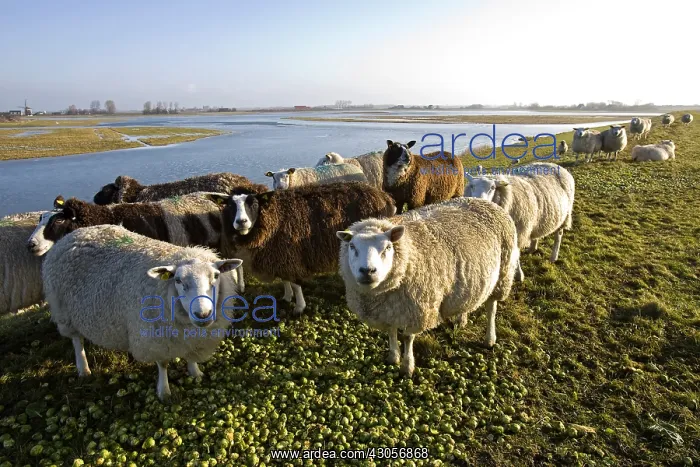  : Sheep on dike Zealand Netherlands