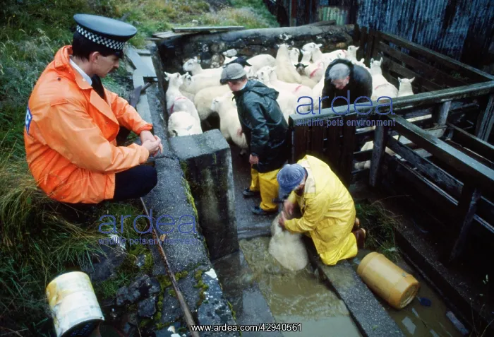 : Sheep Dippng - watched by Police representative : Sheep Dippng - watched by Police representative