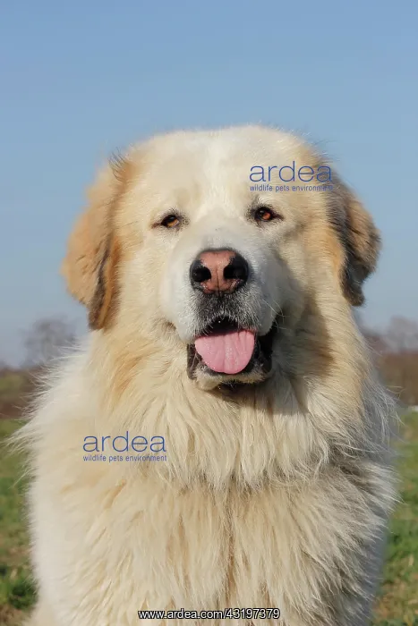 : Sheep dog, crossbreed, portrait Portrait Hirtenhund : Sheep dog, crossbreed, portrait Portrait Hirtenhund