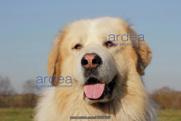 : Sheep dog, crossbreed, portrait Portrait Hirtenhund : Sheep dog, crossbreed, portrait Portrait Hirtenhund