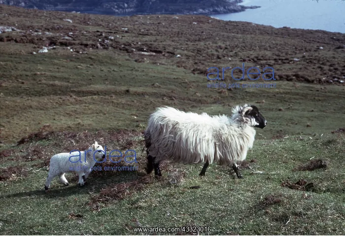 : Sheep - Domestic, Ewe and Lamb : Sheep - Domestic, Ewe and Lamb