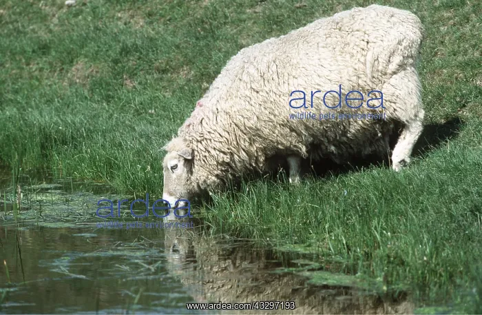 : SHEEP - Drinking from marsh : SHEEP - Drinking from marsh