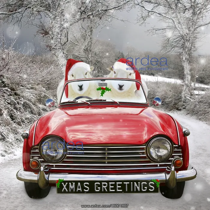 : Two sheep driving a red sports car in the snow wearing : Two sheep driving a red sports car in the snow wearing