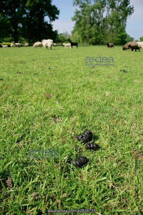 : Sheep - droppings : Sheep - droppings