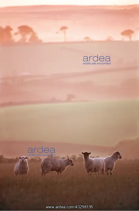 : SHEEP - EVENING IN DEVON : SHEEP - EVENING IN DEVON