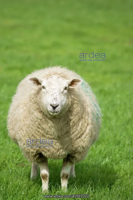  : Sheep - Ewe