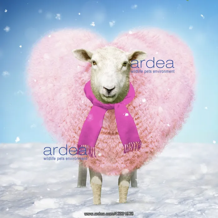 : Sheep Ewe pink heart shaped wool in snow - Christmas Digital Manipulation : Sheep Ewe pink heart shaped wool in snow - Christmas Digital Manipulation