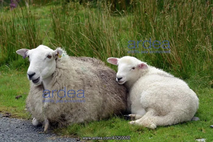 : Sheep; ewe with lamb in Welsh mountains