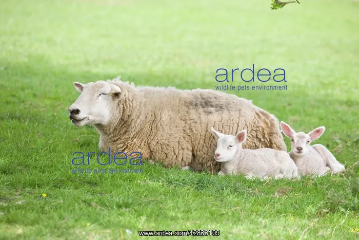 : Sheep - Ewe with two lambs : Sheep - Ewe with two lambs