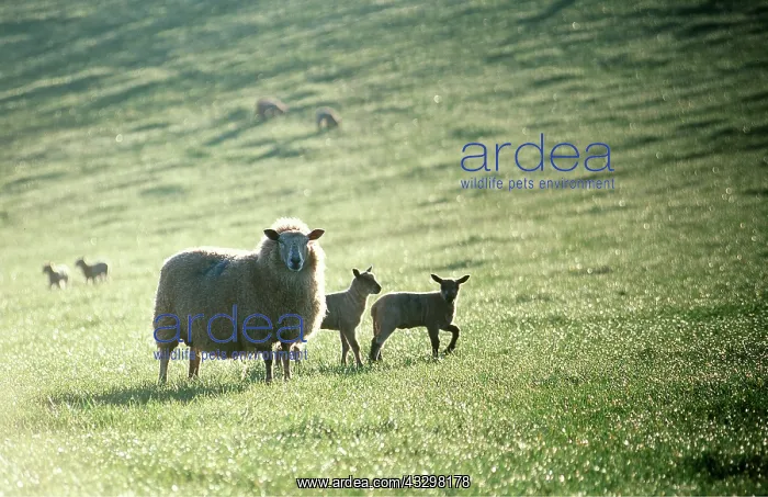  : SHEEP - Ewe with lambs - backlit by early morning sun