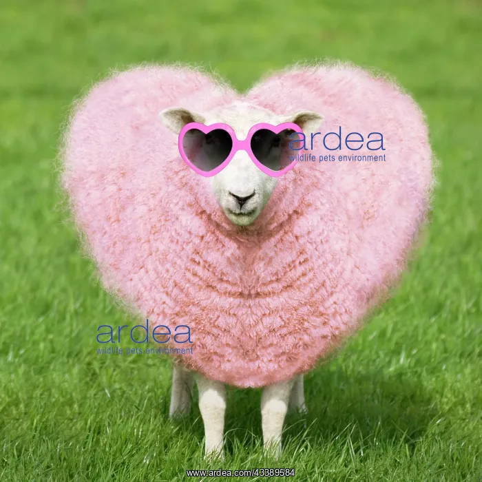 : Sheep - Ewe - pink heart shaped wearing heart shaped : Sheep - Ewe - pink heart shaped wearing heart shaped