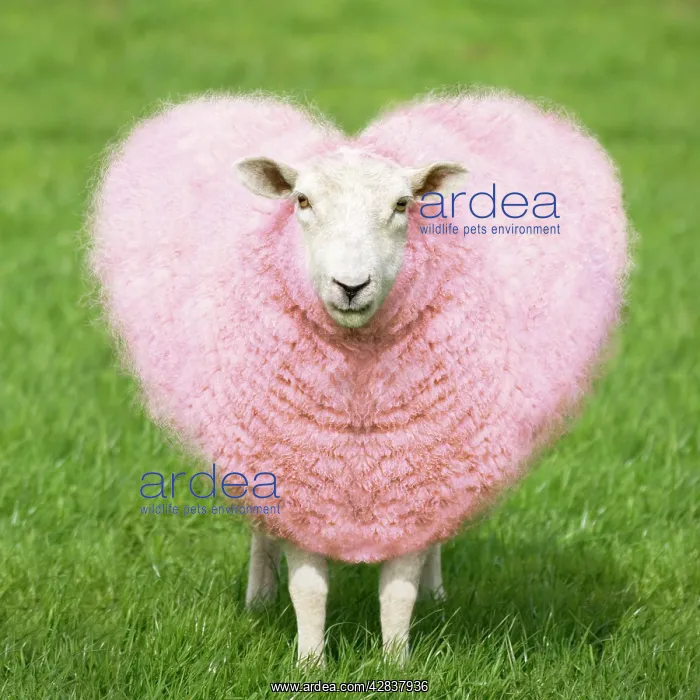  : Sheep - Ewe - pink heart shaped wool