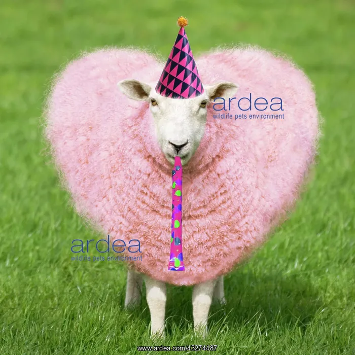 : Sheep - Ewe with pink heart shaped wool wearing a birthday p : Sheep - Ewe with pink heart shaped wool wearing a birthday p