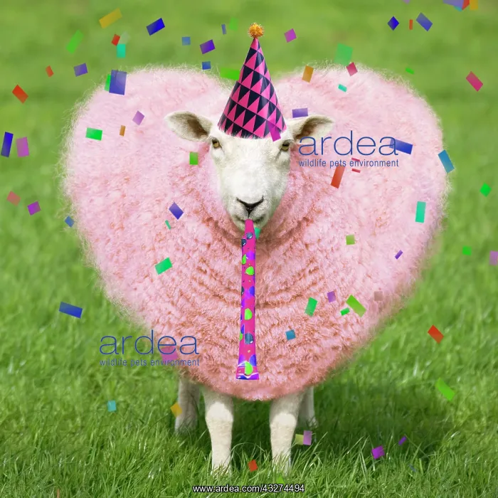 : Sheep - Ewe with pink heart shaped wool wearing a birthday p : Sheep - Ewe with pink heart shaped wool wearing a birthday p