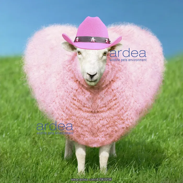 : Sheep - Ewe - pink heart shaped wool wearing cowboy hat : Sheep - Ewe - pink heart shaped wool wearing cowboy hat
