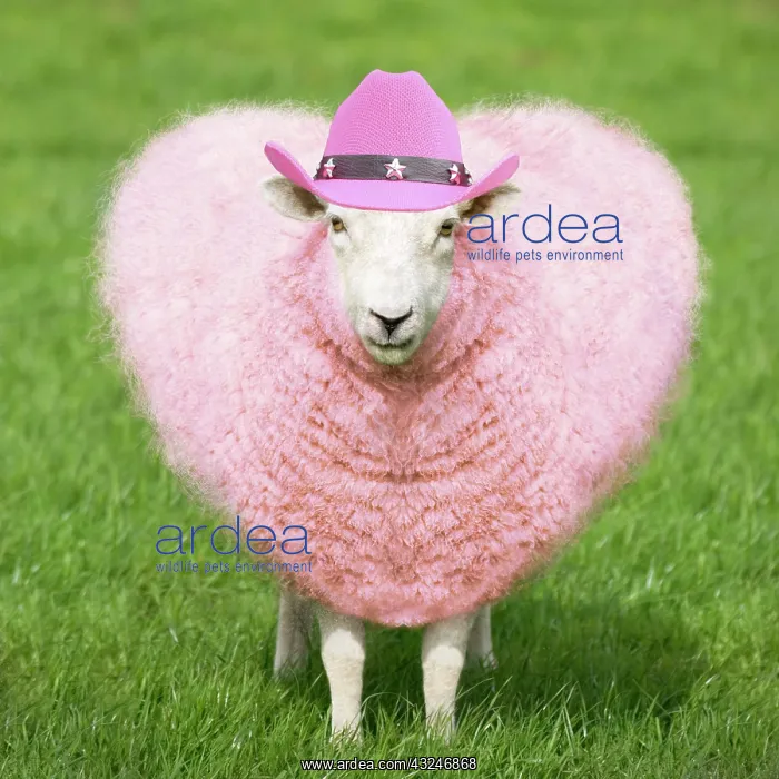 : Sheep - Ewe - pink heart shaped wool wearing cowboy hat : Sheep - Ewe - pink heart shaped wool wearing cowboy hat