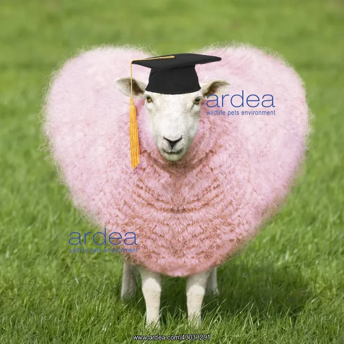 : Sheep - Ewe - pink heart shaped wool wearing mortar : Sheep - Ewe - pink heart shaped wool wearing mortar