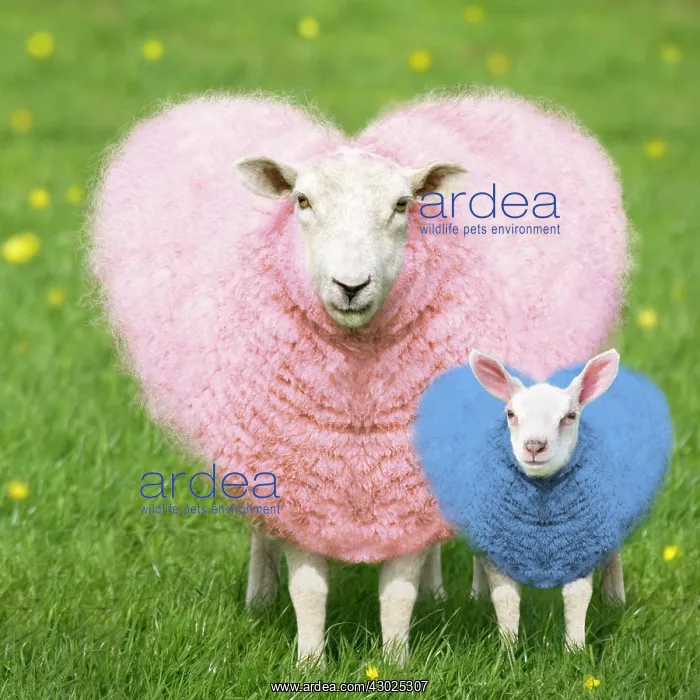 : Sheep - Ewe - pink heart shaped wool with young blue hea : Sheep - Ewe - pink heart shaped wool with young blue hea