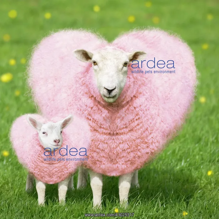 : Sheep - Ewe - pink heart shaped wool with young lamb Di : Sheep - Ewe - pink heart shaped wool with young lamb Di