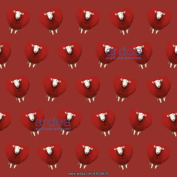 : Sheep, Ewe, red heart shaped wool, valentine, kiss, pattern : Sheep, Ewe, red heart shaped wool, valentine, kiss, pattern