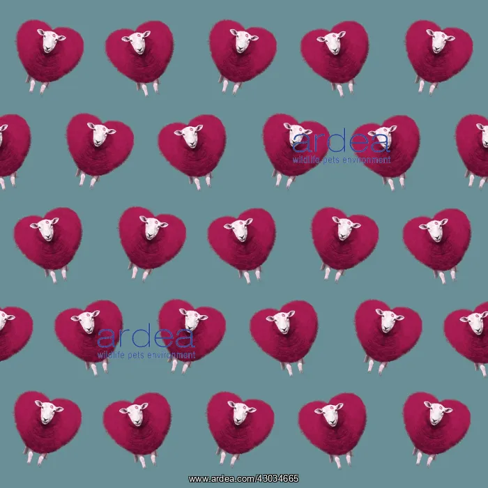  : Sheep, Ewe, red heart shaped wool, valentine, kiss, pattern