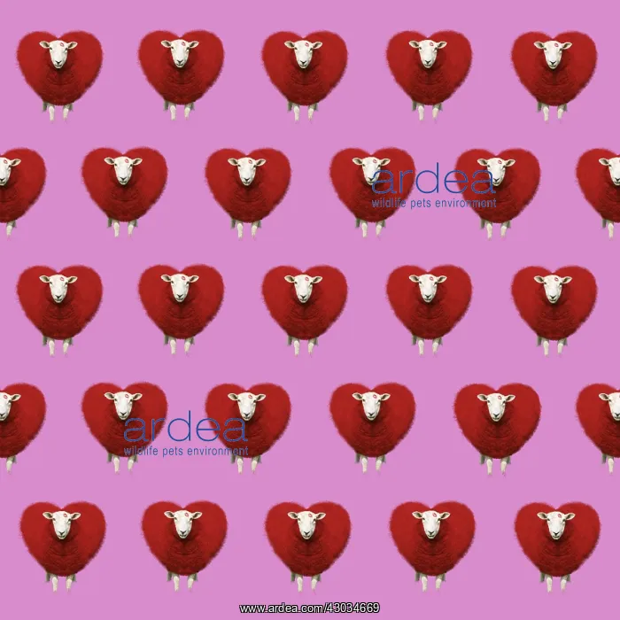 : Sheep, Ewe, red heart shaped wool, valentine, kiss, pattern : Sheep, Ewe, red heart shaped wool, valentine, kiss, pattern