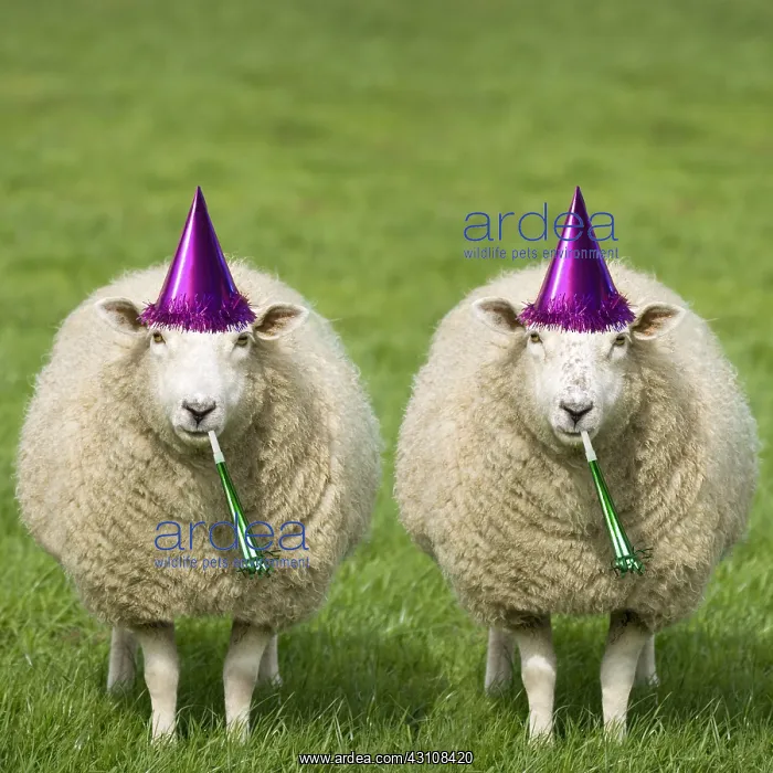 : Sheep - Ewes with birthday party hats and party : Sheep - Ewes with birthday party hats and party