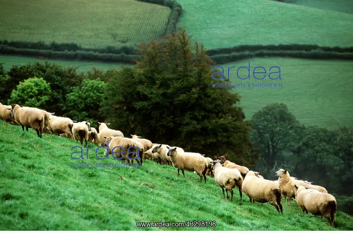 : SHEEP - Ewes on grass hillside : SHEEP - Ewes on grass hillside