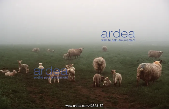 : SHEEP - EWES & LAMBS : SHEEP - EWES & LAMBS