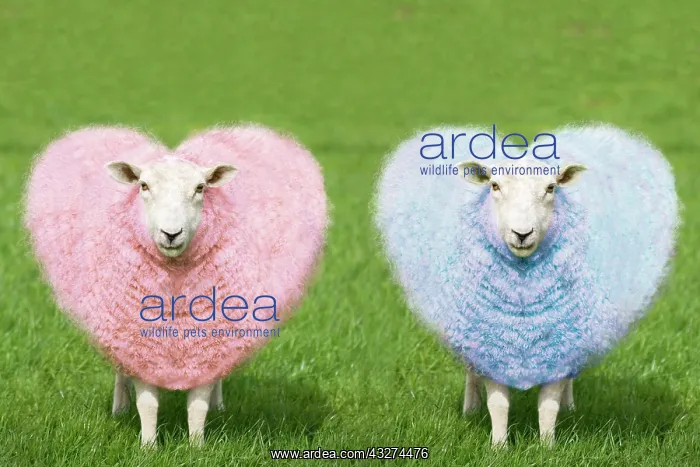  : Sheep - Two Ewes - pink and blue heart shaped wool